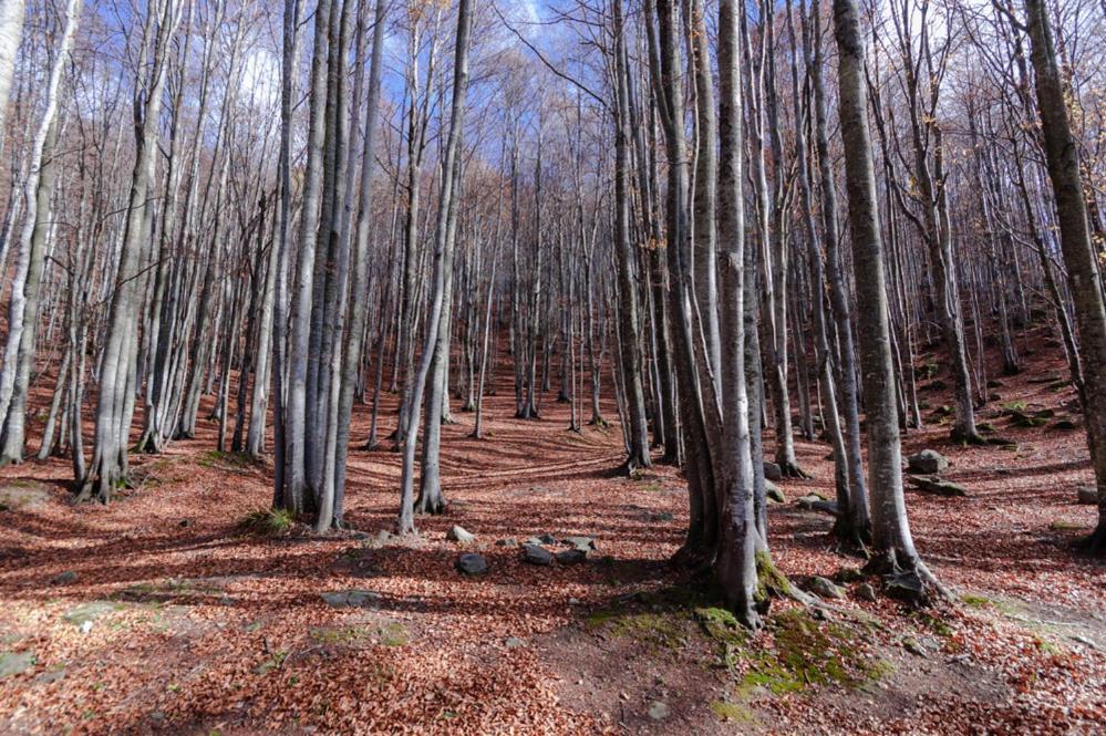 Viandanti, Artisti E Sognatori Bed & Breakfast Comano  Dış mekan fotoğraf